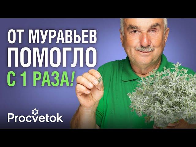 МУРАВЬИ В ПАНИКЕ УБЕГУТ ИЗ ТЕПЛИЦЫ, если положите туда эту траву! Как избавиться от муравьев?