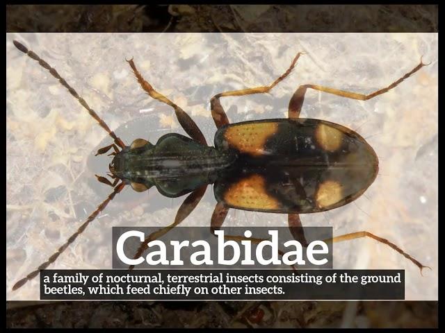 How to Say Carabidae in English? | How Does Carabidae Look? | What is Carabidae?