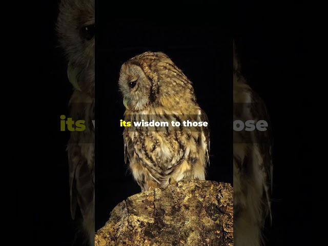 The Owl's Wisdom  A Night by the Pond  #aiart #buddha #chatgpt #zenstory #selfimprovement #animals