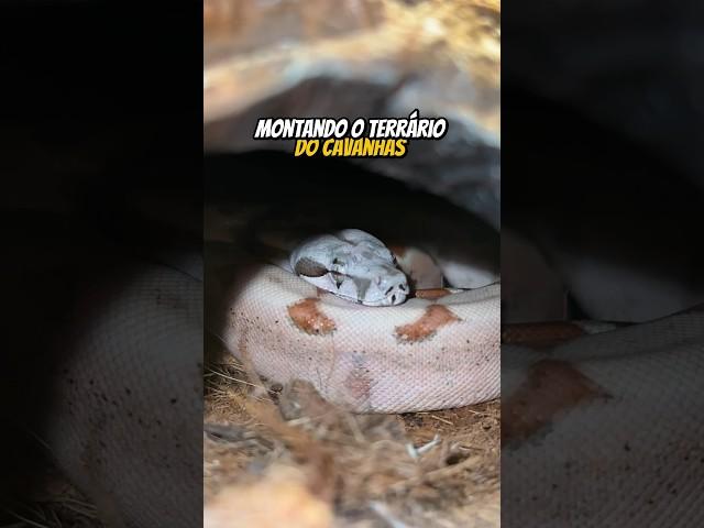 MONTANDO O TERRARIO DO CAVANHAS | wildboppre #shorts