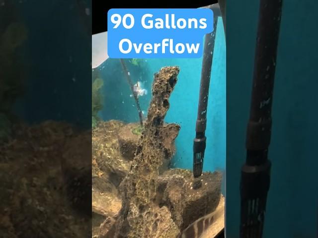 I over flowed a 90 gallon aquarium #queaquatics #fishtank #fish #fishaquarium #90gallonaquarium