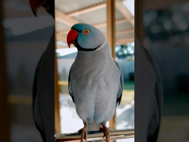 Peekoo Gorgeous Ringneck Partot Talking #petparrot #parrot #petbirdlove #parrotlover #peekaboo