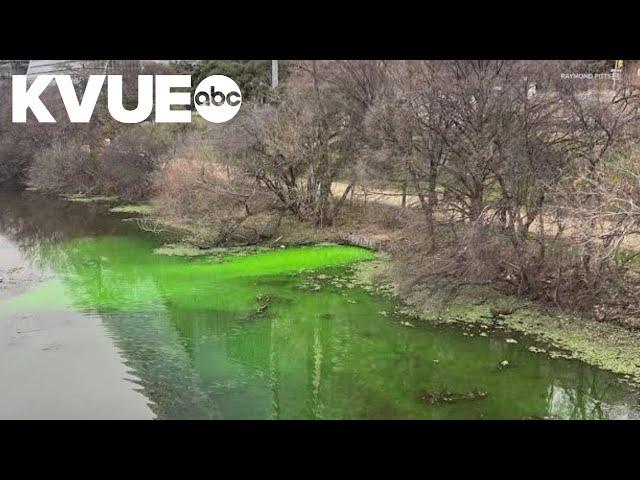 Why is Lady Bird Lake dyed green?