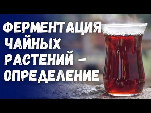 Что такое ферментация чайных растений?