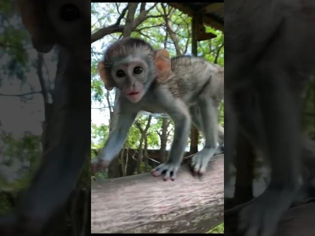 Monkey Magic: A Day in the Life of a Volunteer at the Vervet Monkey Foundation