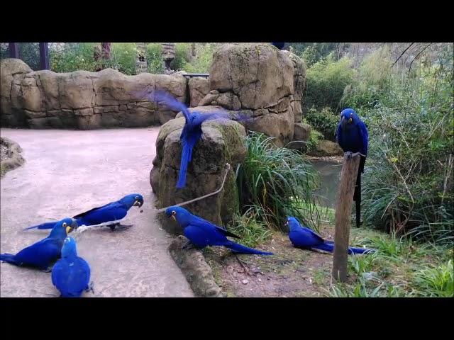 Playful hyazinth macaws / Die Aras machen Quatsch