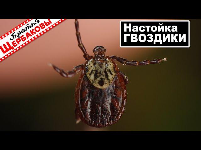 Реакция КЛЕЩЕЙ на НАСТОЙКУ из бутонов ГВОЗДИКА! Можно ли отпугнуть паразитов бюджетно?