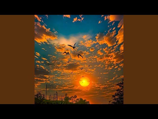 Migratory birds (Mix Version)