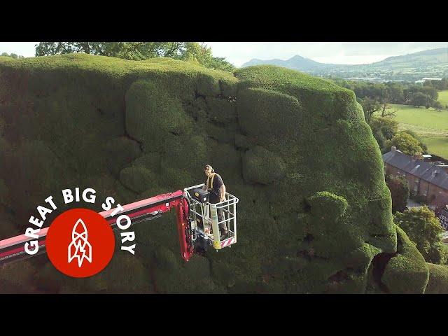 What It Takes to Maintain the Biggest Hedges in the U.K.