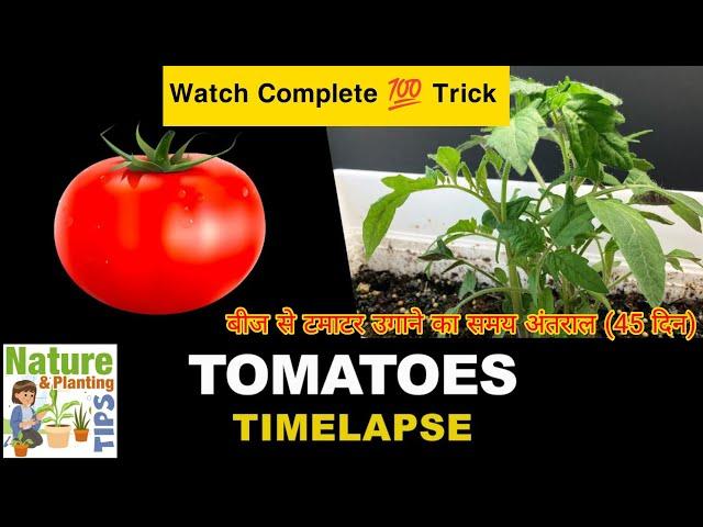 Growing Tomatoes From Seeds Time Lapse (45 days)