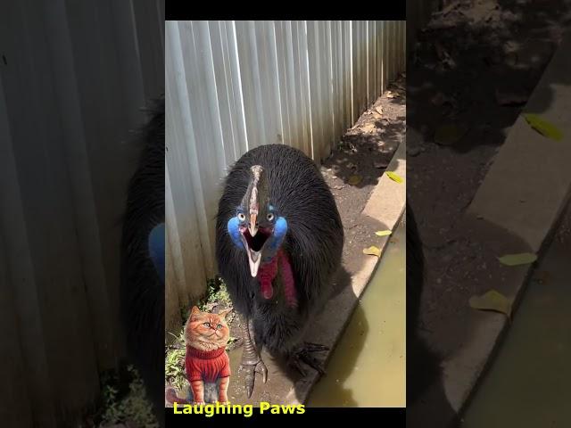 Animal Antics: Hilarious Moments and Cuteness Overload with Laughing Paws