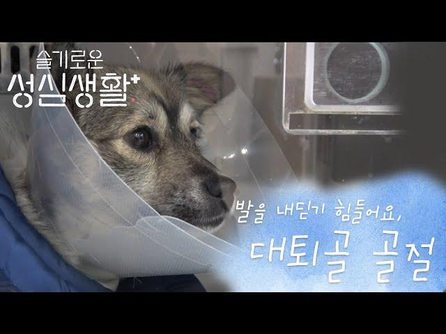 [슬기로운 성심생활] Ep9. 발을 내딛기 힘들어요, 대퇴골 골절