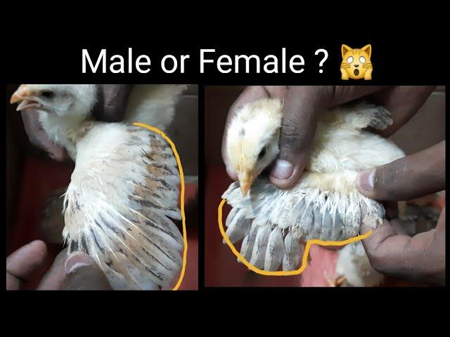 How to identify male or female chicks..@_@ #Chicks#identify#male#female#