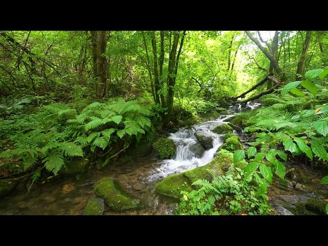 Calming Birds Chirping, Babbling Brook, Forest Sounds, Nature Sounds