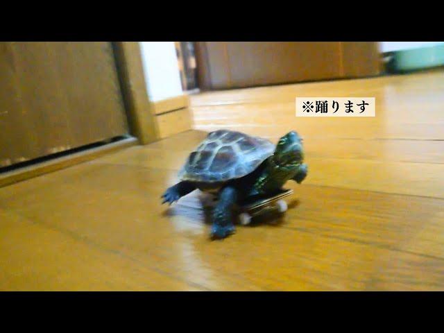 猫が好きすぎて新しいダンスを覚えたクサガメ軍曹【Sergeant Turtle learns a new dance】