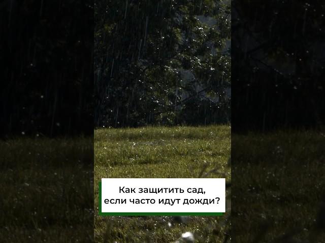 Как защитить сад и огород, если часто идут дожди?