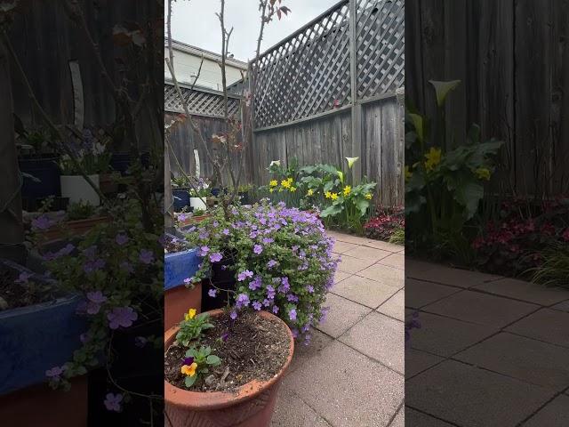 #mycottagegarden #gardening #flowers #daffodilsworld
