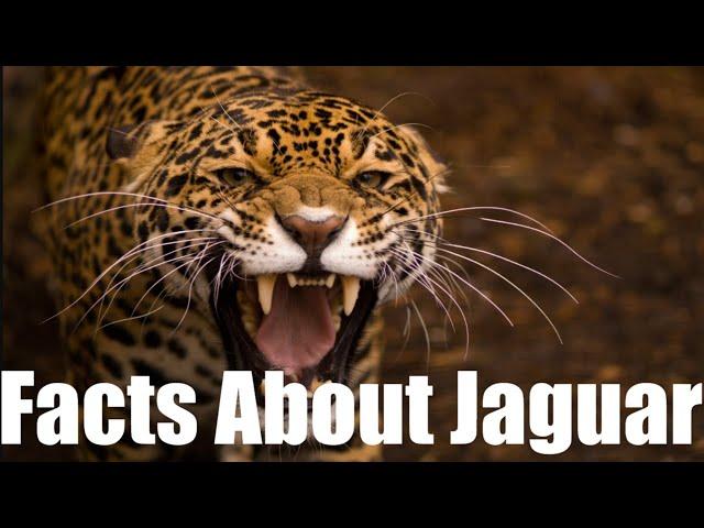 10 FASCINATING FACTS about Jaguars