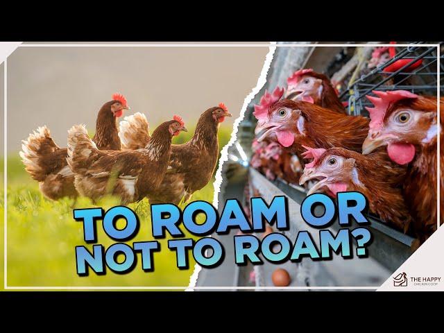 To Roam or Not to Roam: Should I Free Range My Chickens?