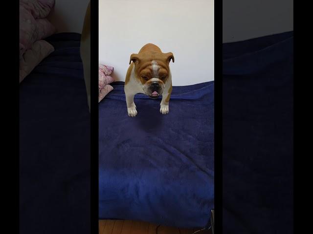 Google 3D: Bulldog Lying On Bedroom