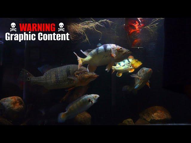 Monster Fish Aggressive Live Feeding️️️