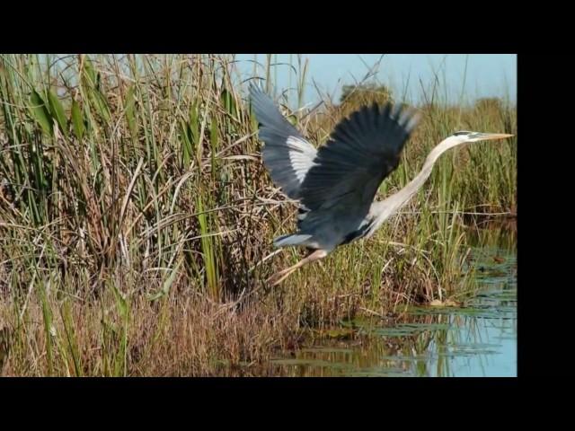 Checkfield - Tribute to the Everglades