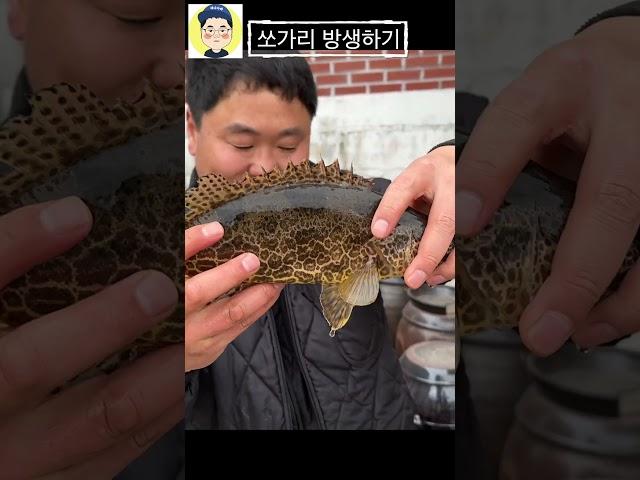 연못에 키우던 쏘가리 방생했어요 #fishing #낚시  #유튜버 #물멍하기  #korean #물한계곡