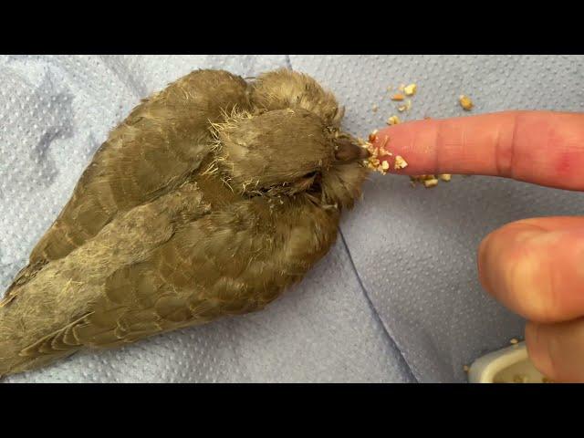 Baby Dove Chick Rescue Brought up & Release WARNING! Sad ending 8(