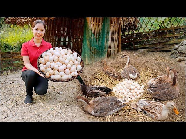 Video Full: Harvesting duck eggs to sell at the market - Farming and Cooking | Hometown Life