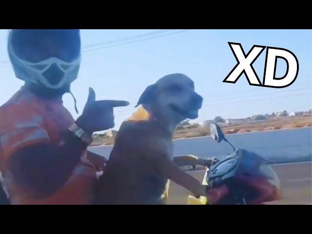 Los Mejores VIDEO MEMES RANDOM  Si Te Ries Pierdes  Videos De Risa Muy Graciosos