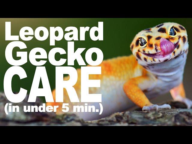 Complete Leopard Gecko Care Guide!