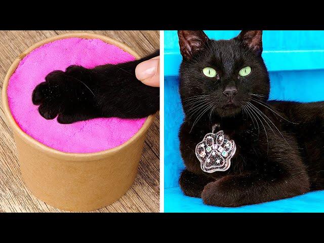 Makeover of Homeless Kitten *Gadgets and Hacks for Pets*