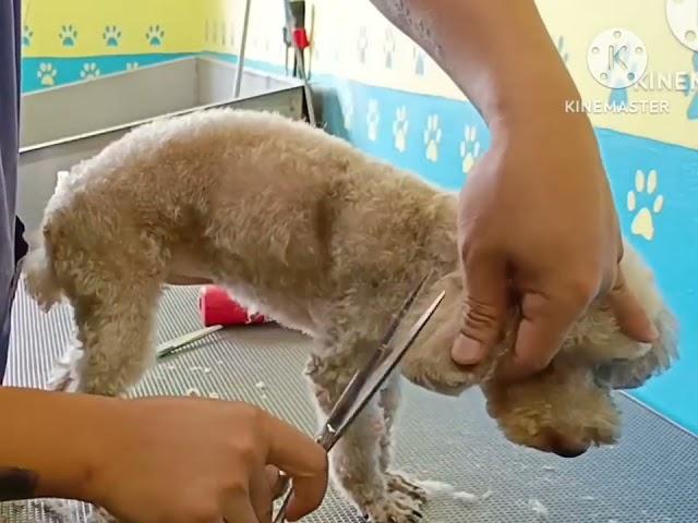 matted toy poodle make-over