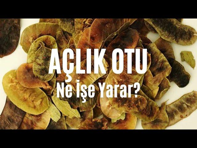 Açlık Otu Nedir? Ne İşe Yarar? #modernaktar #açlıkotu