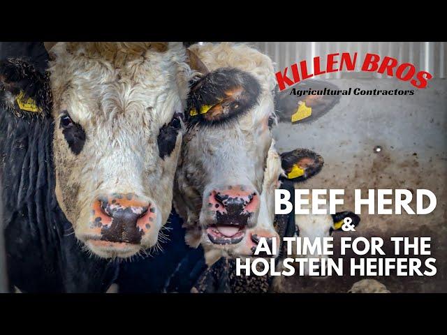Killen Bros | Beef Herd & AI Time for the Holstein Heifers