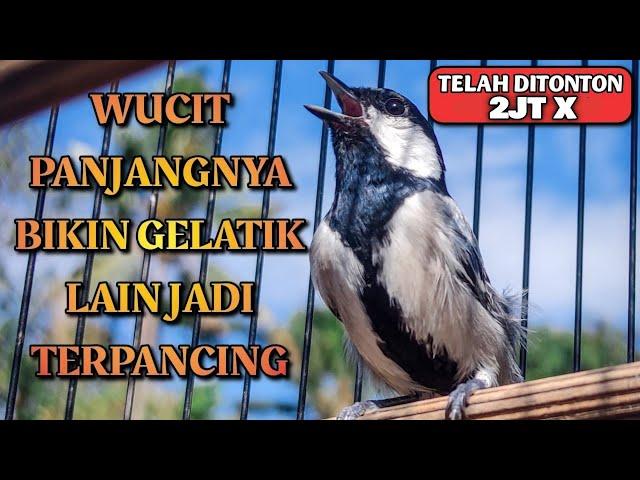 GELATIK BATU GACOR | WUCIT PANJANGNYA BIKIN GELATIK LAIN JADI TERPANCING UNTUK IKUT BUNYI 2JT VIEW