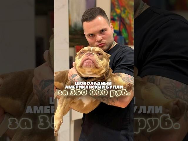 Полностью обученный американский булли всего за 350.000₽! Щенок 7 месяцев 