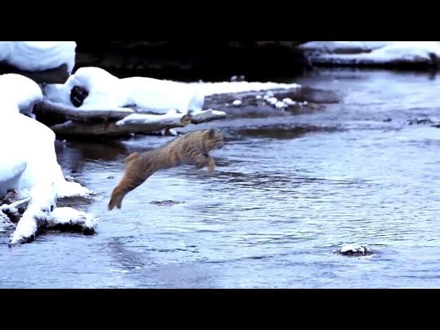 Bobcat jumps over a river with a single leap