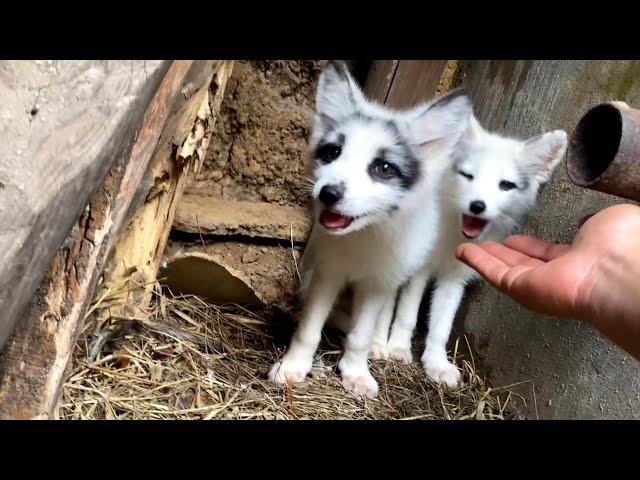 I'm so shocked! The little fox  in the forest comes to see me every day. 