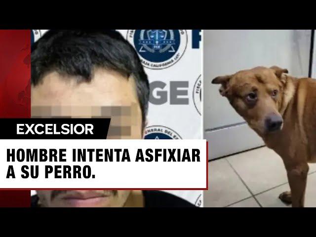 Hombre intenta matar a su perro porque lo atendían mejor que a él