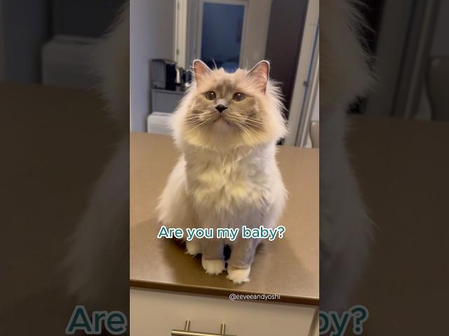 Life with 2 needy Ragdolls be like