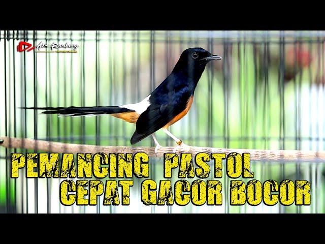 PASTOL BIKIN EMOSI !! Murai Pastol Murai Dewasa langsung kepancing EMOSI  | SHAMA BIRD