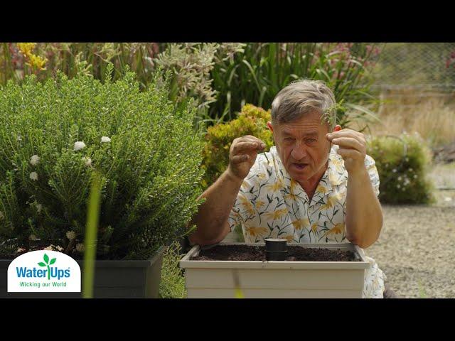 Angus Stewart Talks WaterUps: Thriving with the Square Planter