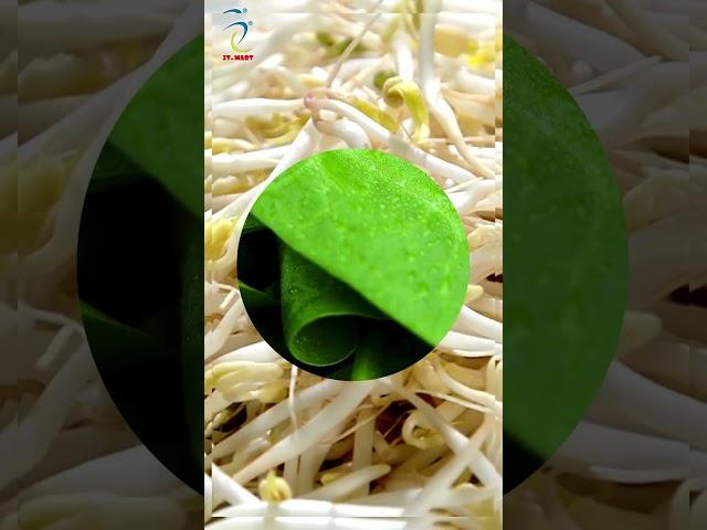 5 Loại Rau Nên Ăn Mỗi Ngày – Để Cơ Thể Khỏe, Da Đẹp, Giấc Ngủ Ngon