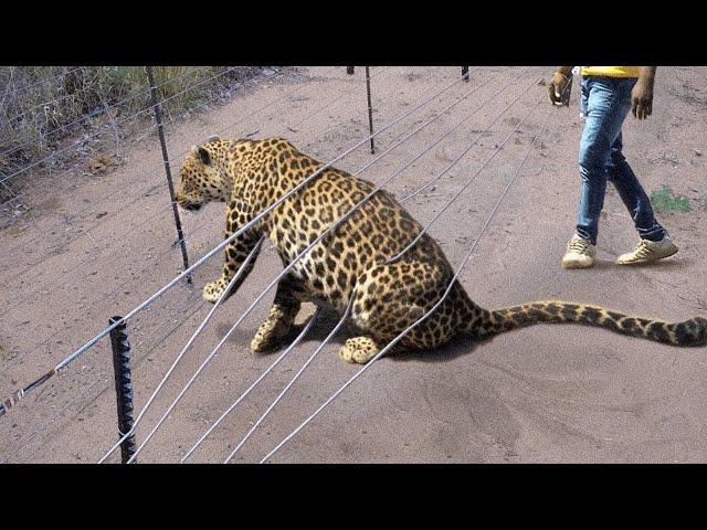 Animales que pidieron ayuda y bondad a la gente | ¡Los mejores momentos de la primavera!