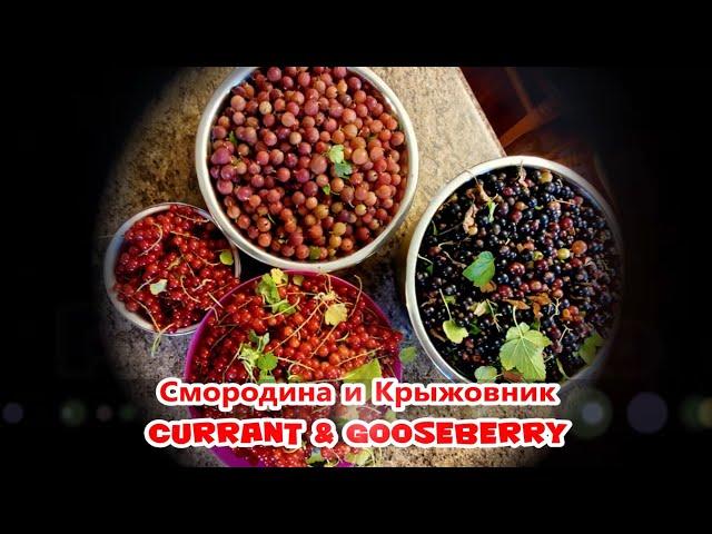 2023 CURRANT and GOOSEBERRY