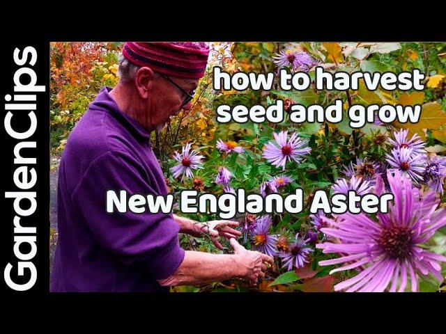 New England Aster - A great North American autumn flower - how to grow fall blooming aster flowers