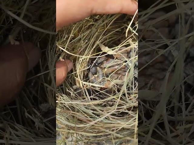 found a bird's nest containing its young #shorts