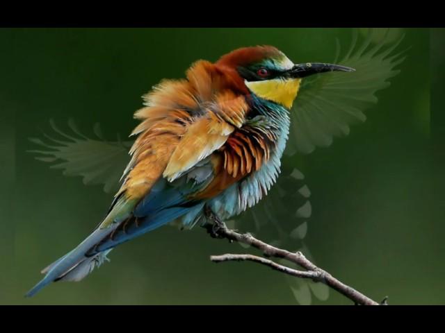 Beautiful Creatures: Birds