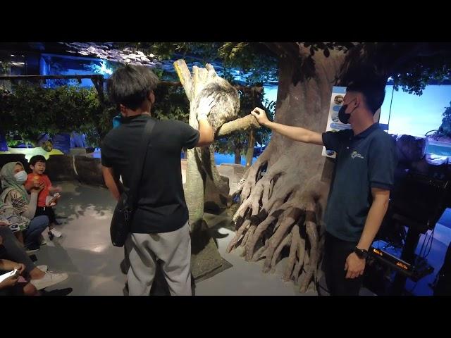 Jakarta Aquarium Safari in Neo Soho Mall